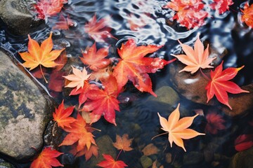colorful autumn foliage in Japan.