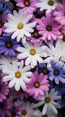 Colorful daisy flowers as background, top view, close up.