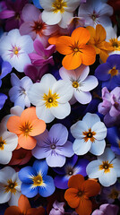 Colorful pansy flowers as a background, closeup.