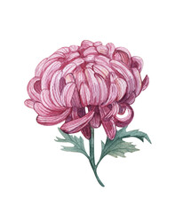 Pink chrysanthemum.Chrysanthemum branch isolated on a white background, flower painted in watercolor