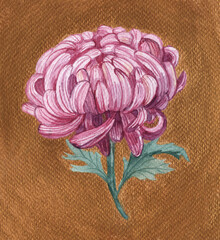 Pink chrysanthemum.A chrysanthemum branch on a golden background, a flower painted in watercolor