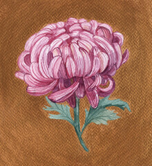 Obraz premium Pink chrysanthemum.A chrysanthemum branch on a golden background, a flower painted in watercolor