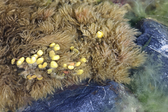Brown algae called Pylaiella littoralis growing on Fucus vesiculosus, commonly known as bladderwrack, rockweed or sea grapes, seaweeds from Baltic Sea