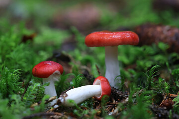 Red swamp brittlegill, Russula aquosa, wild mushroom from Finland - obrazy, fototapety, plakaty