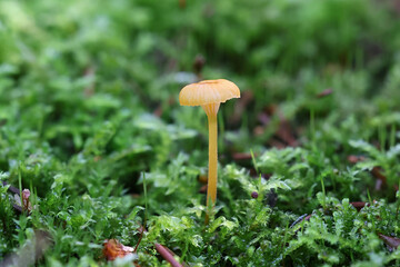 Orange mosscap, Rickenella fibula, also known as orange moss agaric, wild mushroom from Finland