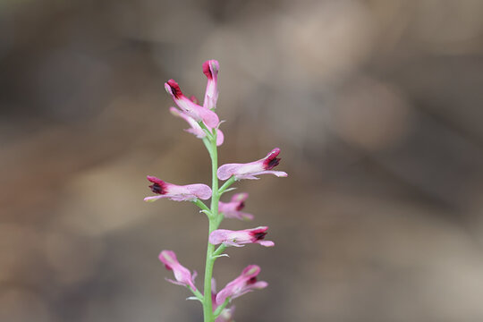 Common fumitory, Fumaria officinalis, also known as earth smoke, wild flowering plant from Finland