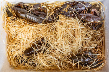 Shot of live crayfish in a shipping box against a background of wood shavings
