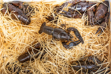 Shot of live crayfish in a shipping box against a background of wood shavings