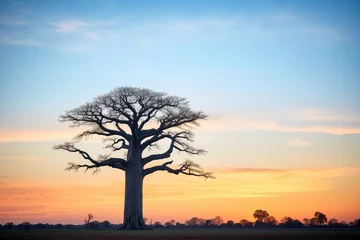 Fototapeten lone baobab tree silhouetted against sunset © studioworkstock