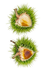 Chestnuts fresh fruits and seeds on white background
