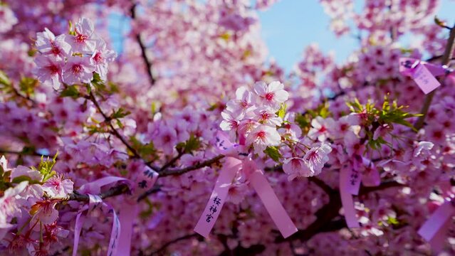 Kawazu Cherry Blossoms in Sakura Jingu Shrine Tokyo