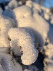 bush covered by the snow, white fluffy snow on the bush