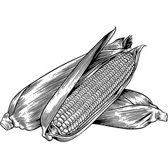Hand drawn Corn Sketch Illustration
