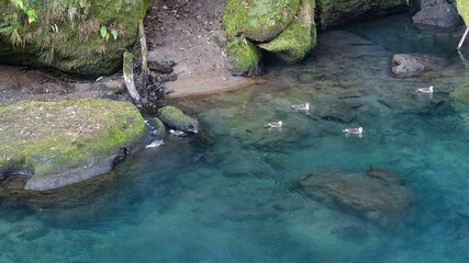 天降川の鴨たち