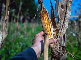 Close-up of harvest dried corn cobs in farmer hand holding