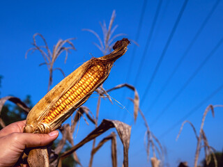Close-up of harvest dried corn cobs in farmer hand holding