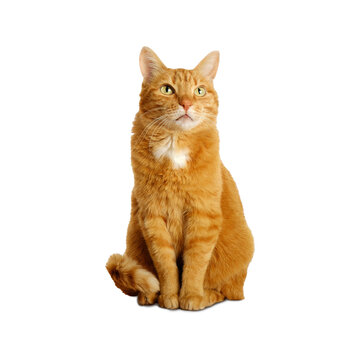Ginger cat isolated on transparent background sitting and looking up. Pets at home.