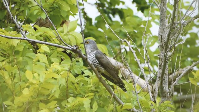 Common cuckoo perching on a tree