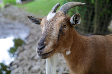 Portrait of  a cute Pygmy Goat