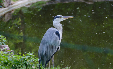 Grey heron (Ardea cinerea) resting in a lake