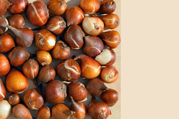 Group of tulip bulbs, copy space for text. Concept of gardening and growing ornamental plants