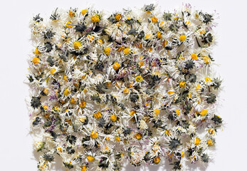 Dried daisy flowers (Bellis perennis) on a white background © Martina