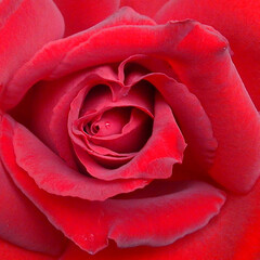 Close-up of a beautiful red rose with a dewdrop in the centre