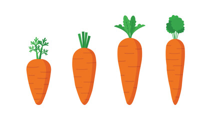 Carrot flat icon set. Vector illustration carrot on white background. Fresh Vegetable, Vegetarian, vegan Healthy organic food.