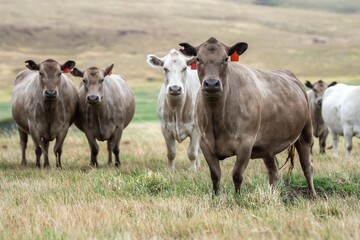 Stud Beef bulls, fat cows and calves grazing on grass in a field, in Australia. breeds of cattle...