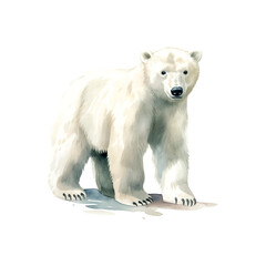 polar bear watercolor children's book illustration style on white background