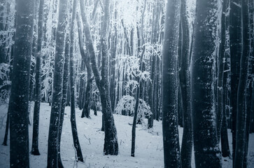 cold frozen trees in the woods in winter