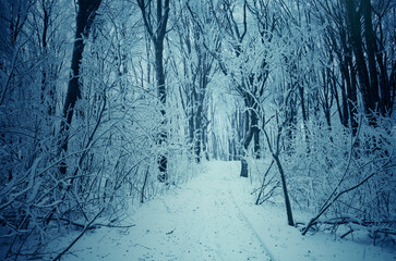 snowy forest road and frozen trees in fantasy winter landscape