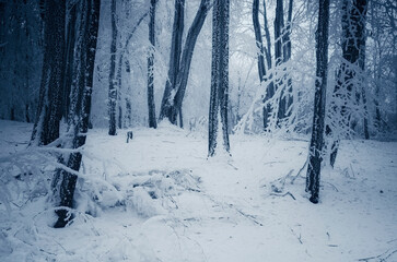 fantasy winter forest covered in snow
