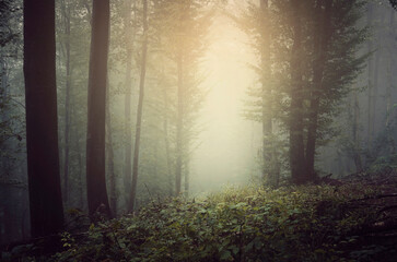 morning sunlight on green path in magical forest - obrazy, fototapety, plakaty