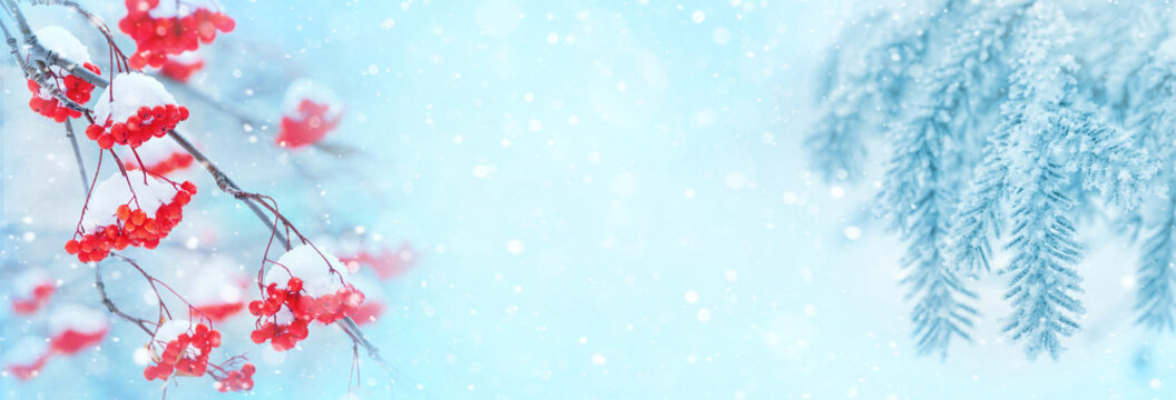 Winter bright background. Template for greeting cards. Background with snow-covered rowan and frozen branches of Christmas tree