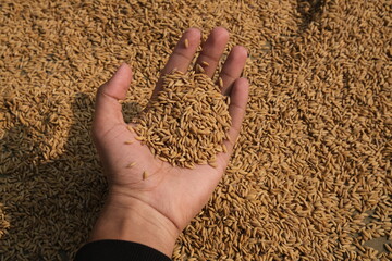 A close-up of a hand gently scooping raw rice grains.