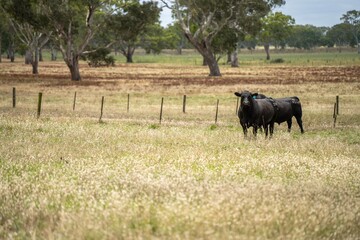 organic, regenerative, sustainable agriculture farm producing stud wagyu beef cows. cattle grazing in a paddock. cow in a field on a ranch in summer