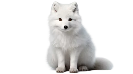 Raamstickers Poolvos Arctic Fox PNG, Arctic Animal, Fox Image, White Fur, Cold-Climate Adaptation, Wildlife Photography, Winter Wildlife, Arctic Fox Close-up