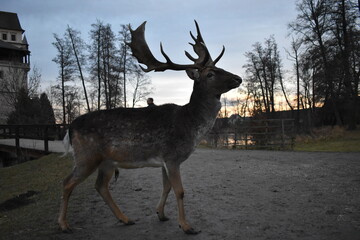 deer in the forest