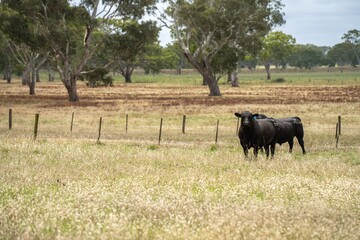 Naklejka na ściany i meble Stud Beef bulls and cows grazing on grass in a field, in Australia. breeds include speckle park, murray grey, angus, brangus and wagyu in summer