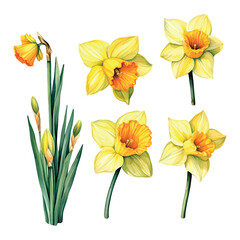 blossom, narcissus watercolor vector floral, bouquet