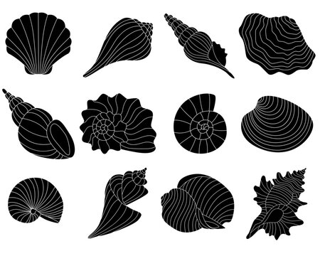Shellfish set. Sea vector illustration