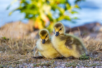 baby country goose
