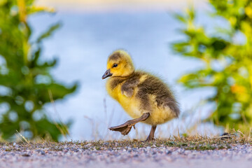 duckling in the grass
