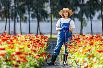 Asian woman gardener is working in the farm holding garden fork among red zinnia field for cut flower business with copy space - obrazy, fototapety, plakaty
