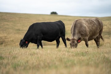 Stud Beef bulls, fat cows and calves grazing on grass in a field, in Australia. breeds of cattle include speckled park, murray grey, angus, brangus and wagyu on long pasture in a dry summer