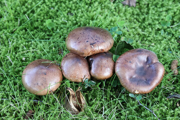 Tricholoma albobrunneum, a knight mushroom from Finland, no common English name