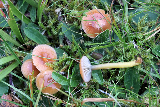 Heath waxcap, Hygrocybe laeta, also called Gliophorus laetus, wild mushroom from Finland