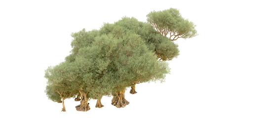 Green forest isolated on background. 3d rendering - illustration