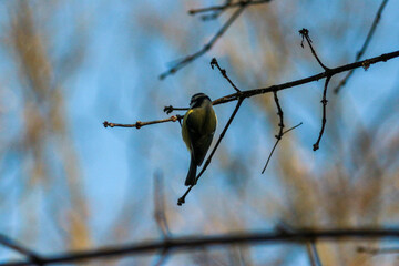 Winter Park with a Pond. Kyiv, Ukraine